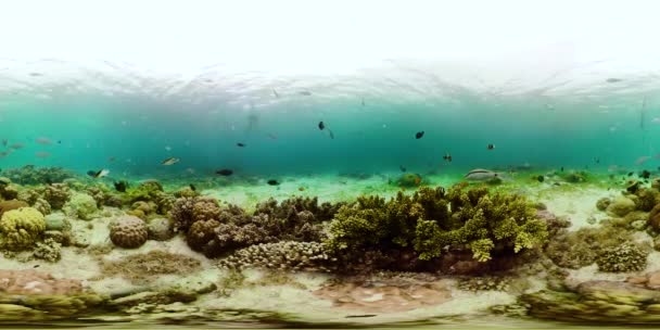 Arrecife de coral y peces tropicales bajo el agua 360VR. Camiguin, Filipinas — Vídeos de Stock