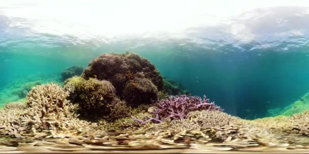 Die Unterwasserwelt eines Korallenriffs 360VR. — Stockvideo