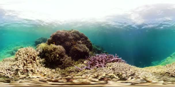 The underwater world of a coral reef 360VR. — Stock Video