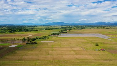 Filipinlerdeki çeltik pirinç tarlaları.