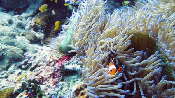 Anemone di mare e pesce pagliaccio. — Foto Stock