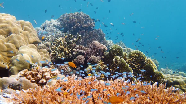 Arrecife de coral y peces tropicales bajo el agua. Leyte, Filipinas. — Foto de Stock