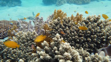 Mercan resiflerinin sualtı dünyası. Leyte, Filipinler.