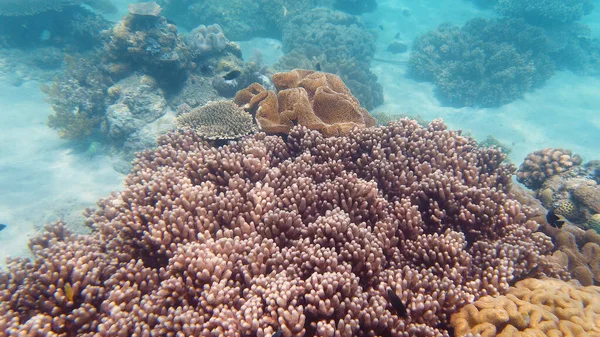 サンゴ礁と熱帯魚。フィリピンのレイテ. — ストック写真