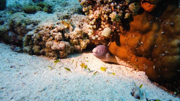 Morena en el arrecife de coral. — Foto de Stock