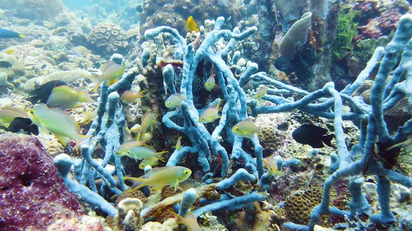 サンゴ礁と熱帯魚。フィリピンのレイテ. — ストック写真