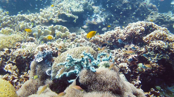 水中で魚とサンゴ礁。フィリピンのレイテ. — ストック写真