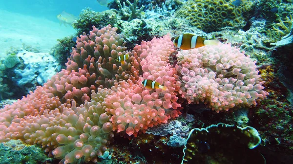 Sea anemone and clown fish.