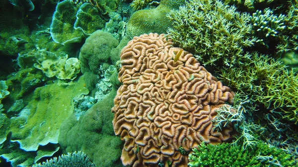 Le monde sous-marin d'un récif corallien. Leyte, Philippines. — Photo