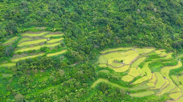 Helder landschap met rijstterrassen, uitzicht van bovenaf. — Stockfoto