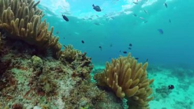 Suyun altında balıklı mercan kayalıkları. Bohol, Filipinler.