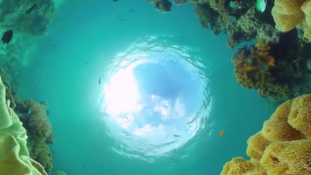 Arrecife de coral con peces bajo el agua. Bohol, Filipinas. — Vídeo de stock