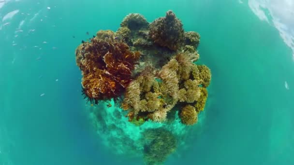 Arrecife de coral y peces tropicales. Panglao, Filipinas. — Vídeos de Stock