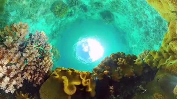 O mundo subaquático de um recife de coral. Panglao, Filipinas. — Vídeo de Stock