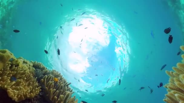 Koraalrif en tropische vissen onder water. Panglao, Filipijnen. — Stockvideo