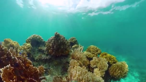 Arrecife de coral y peces tropicales. Panglao, Filipinas. — Vídeo de stock