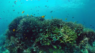 Mercan kayalıkları ve tropikal balıklar. Panglao, Filipinler.