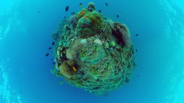 Mercan resifi ve tropikal balıklar su altında. Bohol, Panglao, Filipinler.