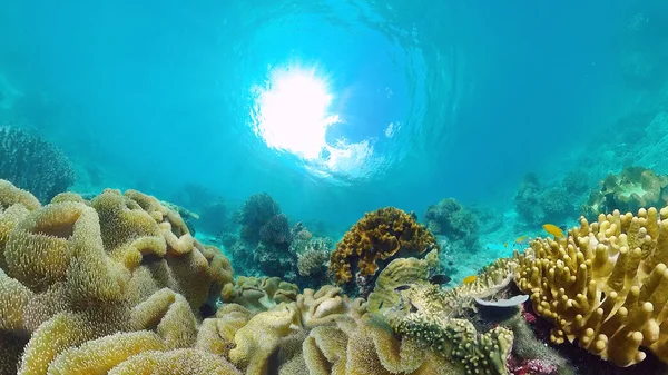 Le monde sous-marin d'un récif corallien. Panglao, Philippines. — Photo