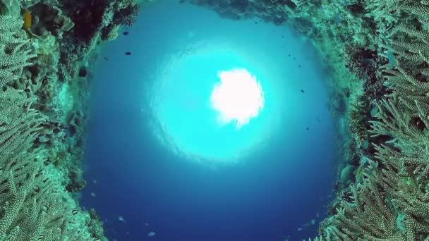 Recifes de coral com peixes subaquáticos. Bohol, Filipinas. 4k vídeo. — Vídeo de Stock