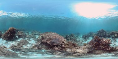 Bir mercan resifinin sualtı dünyası 360VR.