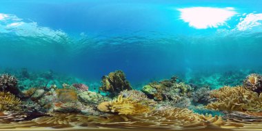 Mercan resifi ve tropikal balıklar suyun altında 360VR. Panglao, Filipinler.