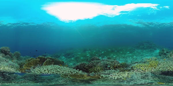 Korallrev och tropisk fisk 360VR. Panglao, Filippinerna — Stockfoto