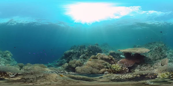 Egy korallzátony víz alatti világa 360VR. — Stock Fotó