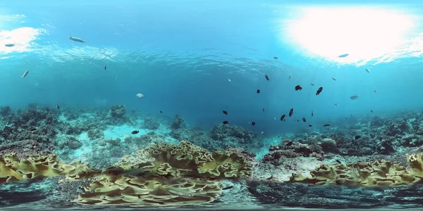 Korallenriff mit Fischen unter Wasser 360VR. Camiguin, Philippinen — Stockfoto