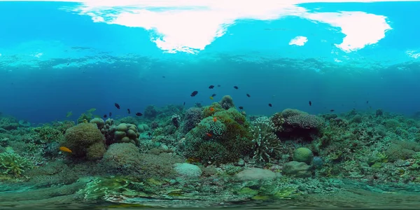 Korallenriff mit Fischen unter Wasser 360VR. Camiguin, Philippinen — Stockfoto