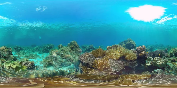 Arrecife de coral y peces tropicales bajo el agua 360VR. Panglao, Filipinas —  Fotos de Stock