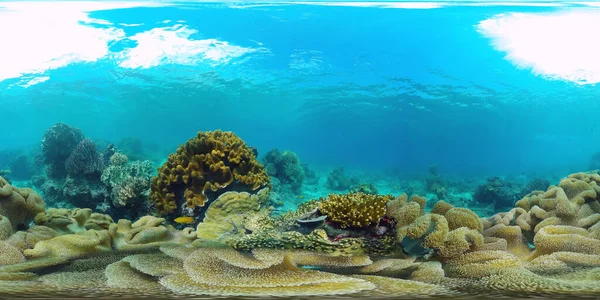 Koraalrif en tropische vis 360VR. Panglao, Filipijnen — Stockfoto