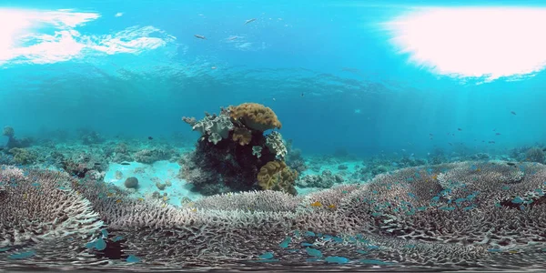 Korálový útes s rybami pod vodou 360VR. Camiguin, Filipíny — Stock fotografie