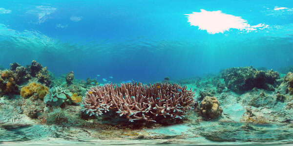 Коралловый риф с рыбой под водой 360VR. Панглао, Филиппины