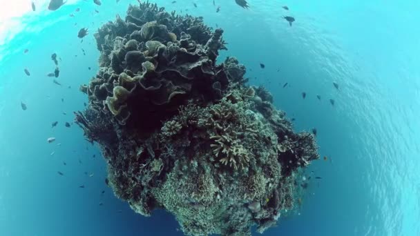Suyun altında balıklı mercan kayalıkları. Bohol, Filipinler. 4k video. — Stok video