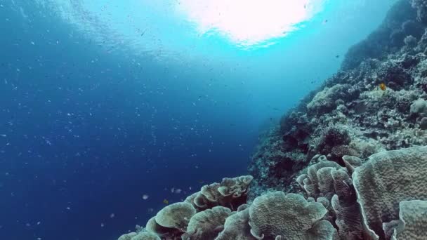 Recifes de coral e peixes tropicais. Bohol, Filipinas. 4k vídeo. — Vídeo de Stock