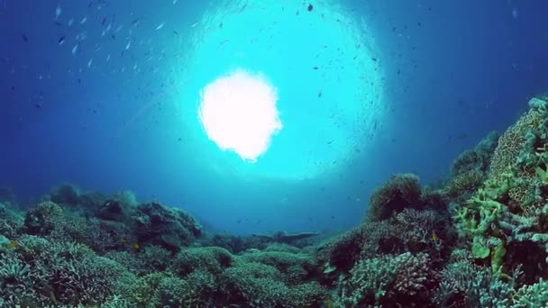 Recifes de corais e peixes tropicais subaquáticos. Bohol, Panglao, Filipinas. 4k vídeo. — Vídeo de Stock