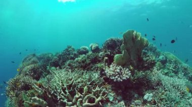 Mercan kayalıkları ve tropikal balıklar. Panglao, Filipinler. 4k video.