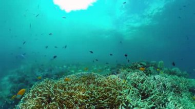 Mercan kayalıkları ve tropikal balıklar. Panglao, Filipinler. 4k video.