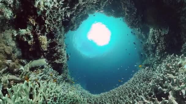 Récif corallien et poissons tropicaux sous-marins. Bohol, Panglao, Philippines. Vidéo 4k. — Video