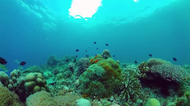 Récif corallien et poissons tropicaux sous-marins. Bohol, Panglao, Philippines. Vidéo 4k. — Video