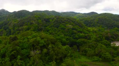 Tropikal bitki örtüsü olan tepeler ve dağlar. Bohol, Filipinler.