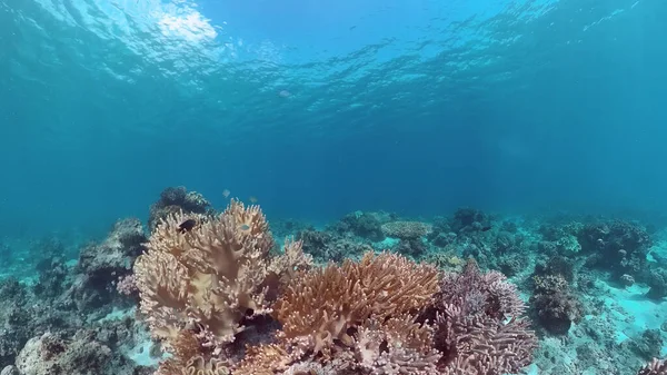 Коралловый риф и тропическая рыба. Панглао, Филиппины. — стоковое фото