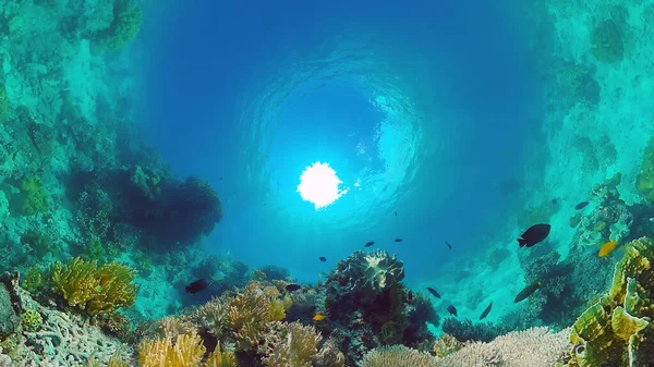 Recifes de coral e peixes tropicais. Bohol, Filipinas. — Fotografia de Stock