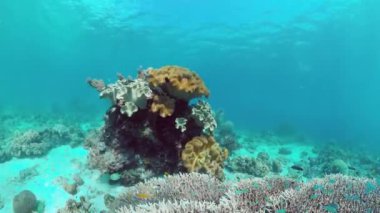 Mercan kayalıkları ve tropikal balıklar. Bohol, Filipinler.
