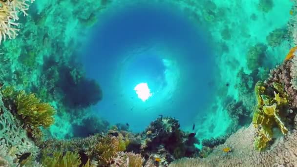 O mundo subaquático de um recife de coral. Panglao, Filipinas. — Vídeo de Stock