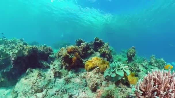Récif corallien et poissons tropicaux. Panglao, Philippines. — Video