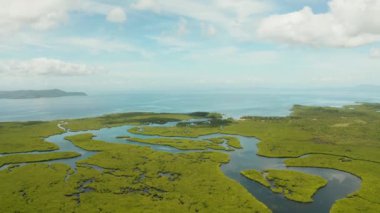 Mangrove ormanının ve nehrin havadan görünüşü.
