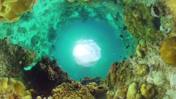 Korallenriffe und tropische Fische unter Wasser. Bohol, Panglao, Philippinen. — Stockvideo