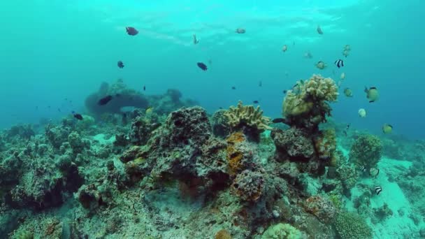 Die Unterwasserwelt eines Korallenriffs. Panglao, Philippinen. — Stockvideo